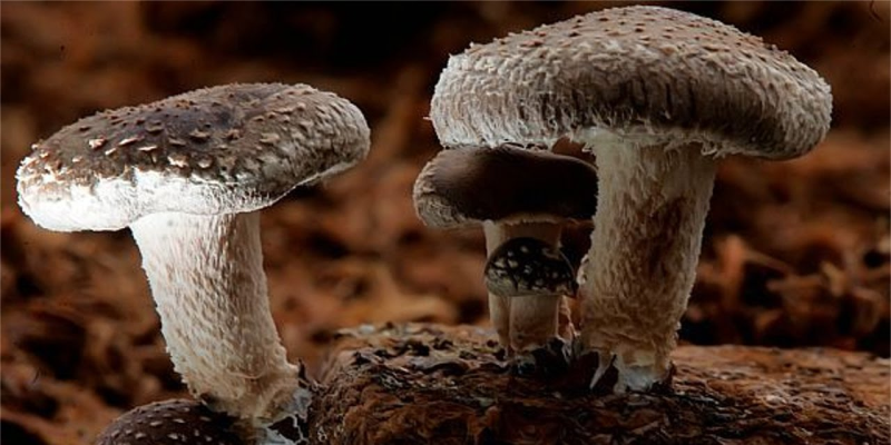 Cogumelos Shiitake